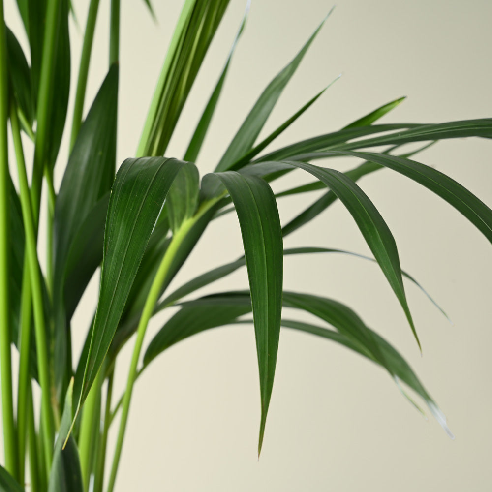 Howea Forsteriana | Kentia Palm | 100cm