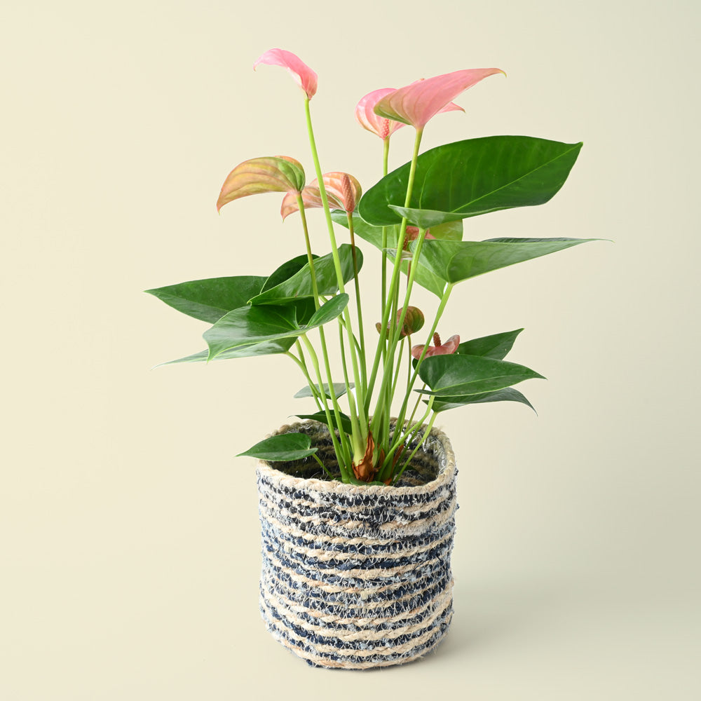 Denim Natural Rope Pot | 16cm