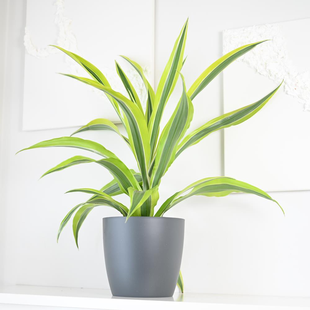 Dracaena fragrans 'Lemon Lime' 50cm