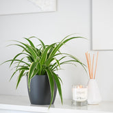 Chlorophytum Comosum Ocean | Spider Plant | 20cm
