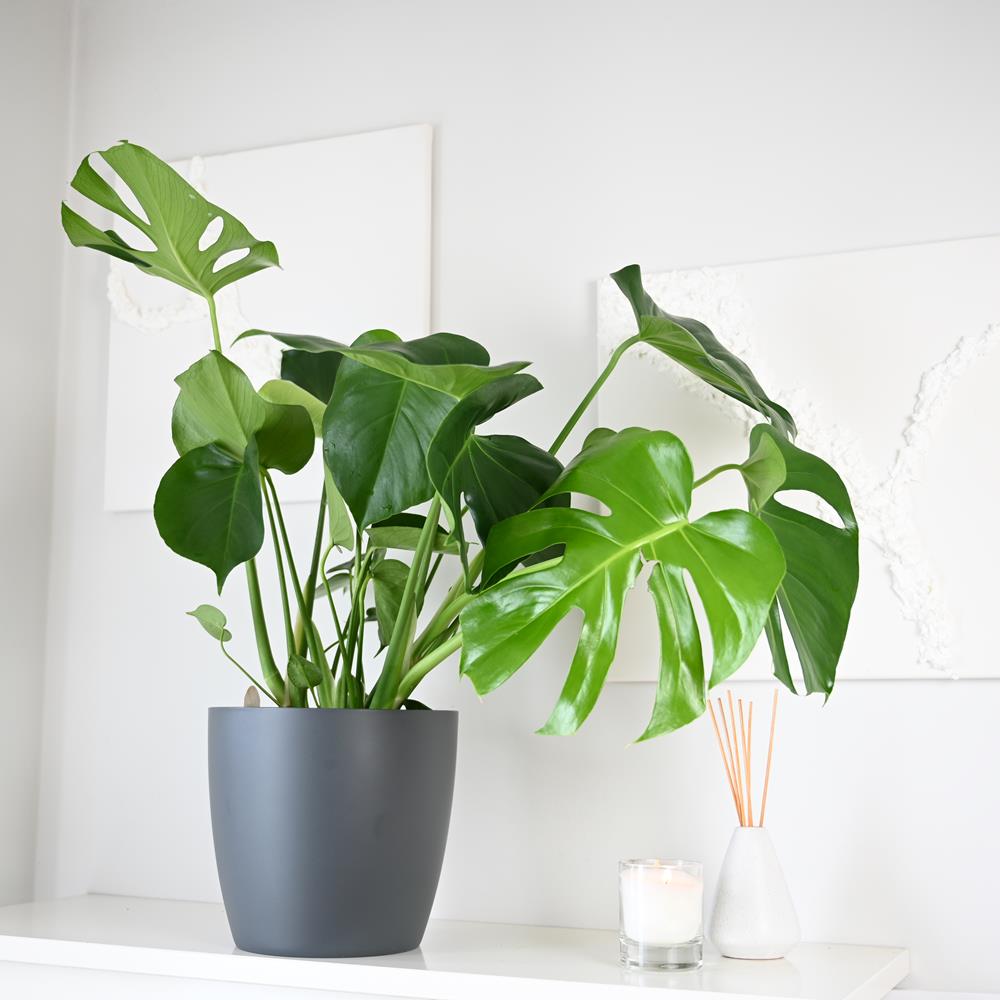 Monstera deliciosa