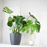 Monstera deliciosa | Swiss Cheese Plant | 70cm