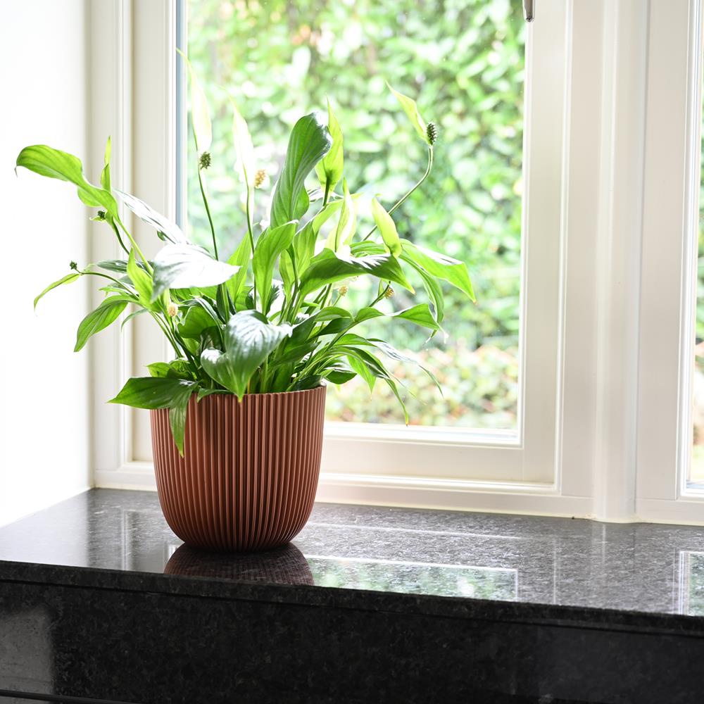 Spathiphyllum Pearl - Peace Lily
