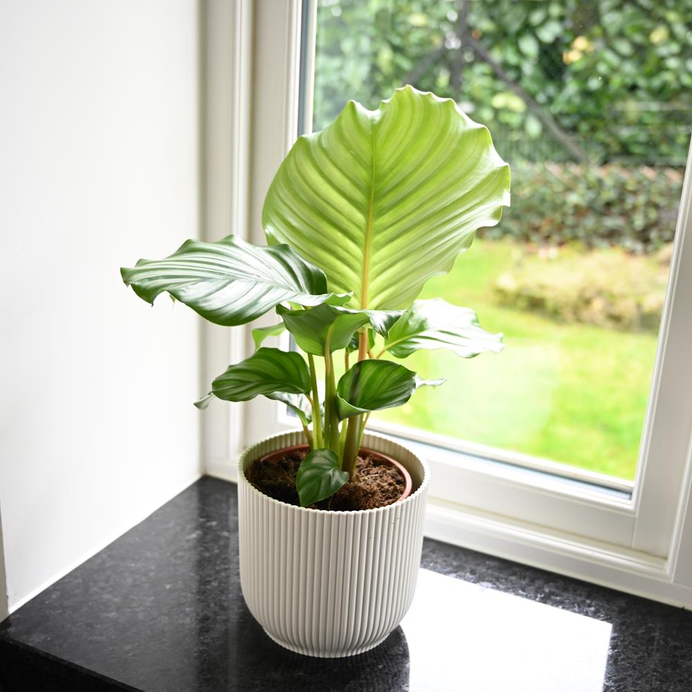 Calathea Orbifolia | 40cm