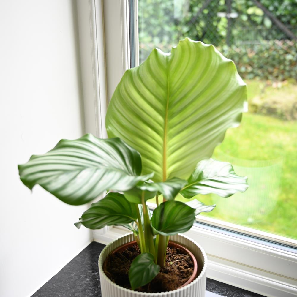 Calathea Orbifolia | 40cm