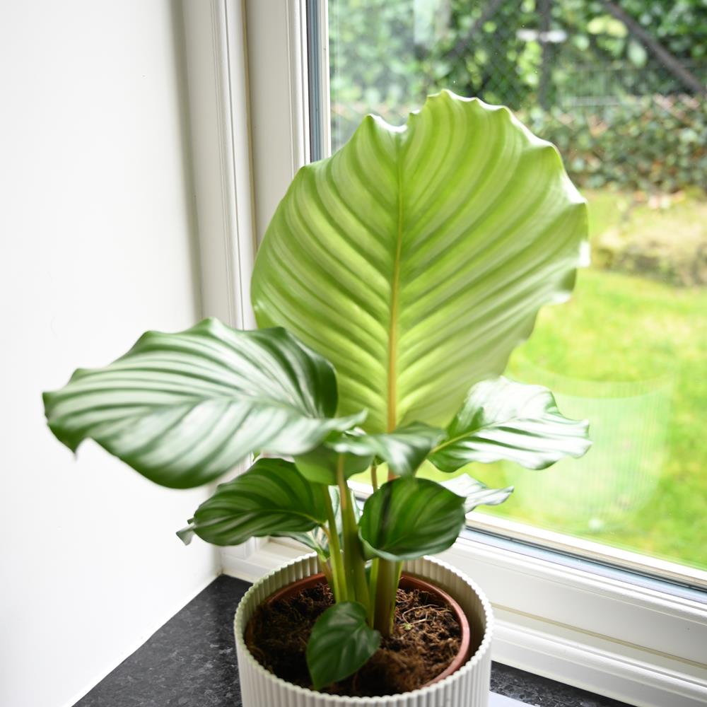 Calathea Orbifolia 35cm