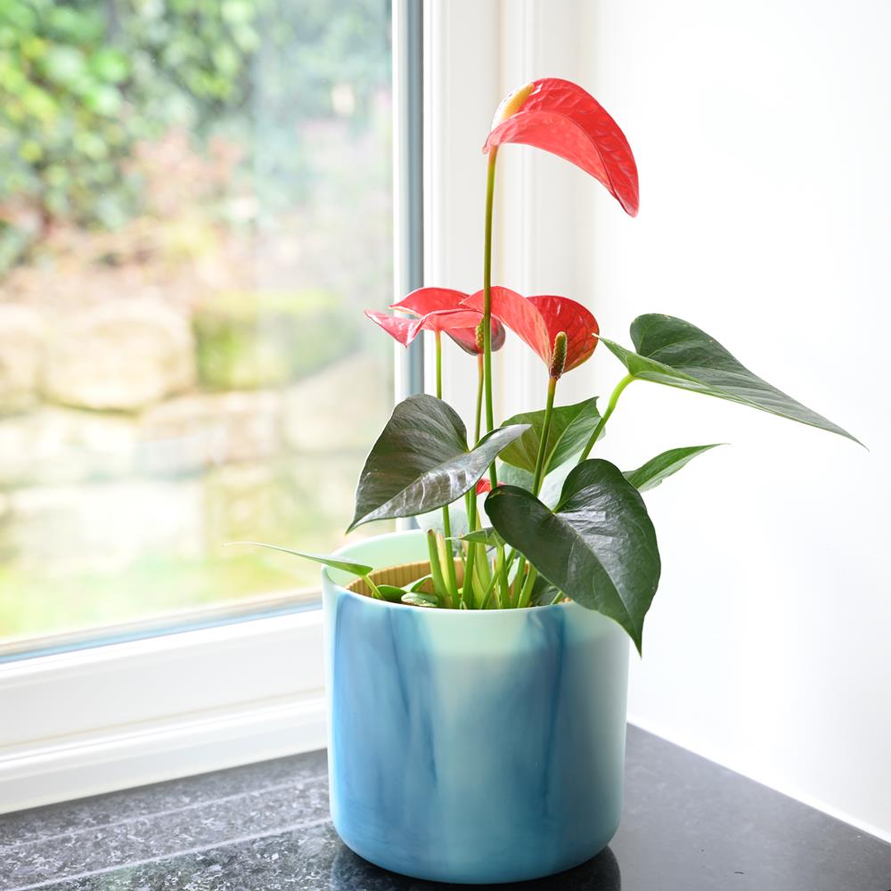 Anthurium andraeanum Red - Flamingo Flower