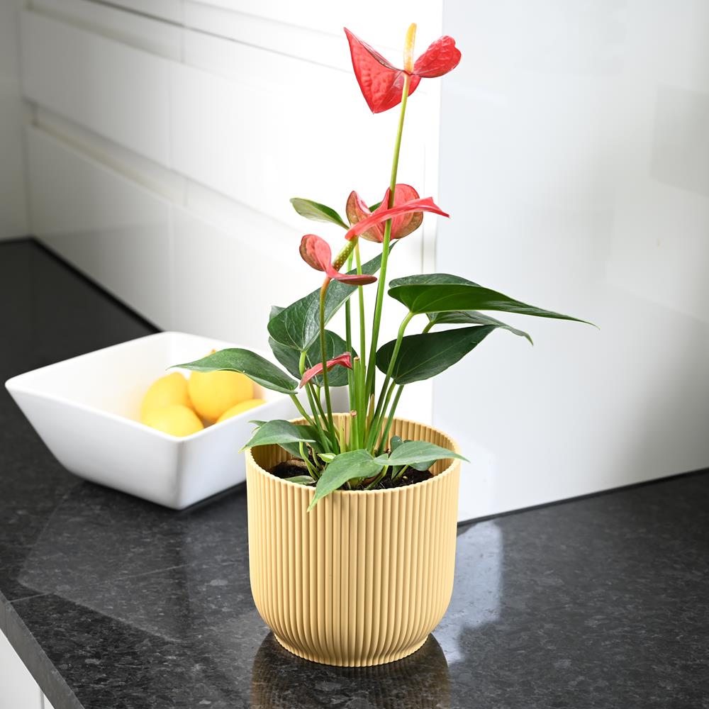 Anthurium andraeanum Red - Flamingo Flower