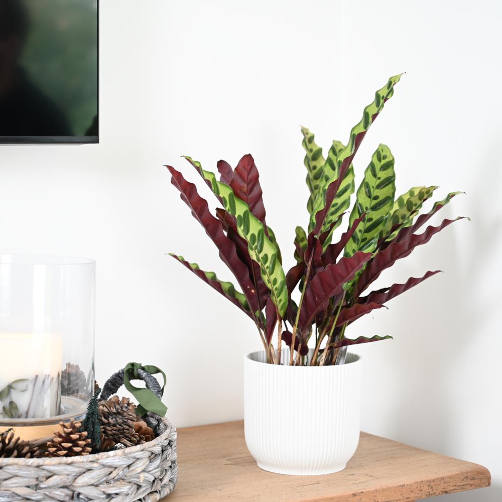 Calathea Lancifolia | Rattle Snake | 40cm
