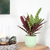 Calathea Lancifolia | Rattle Snake | 40cm