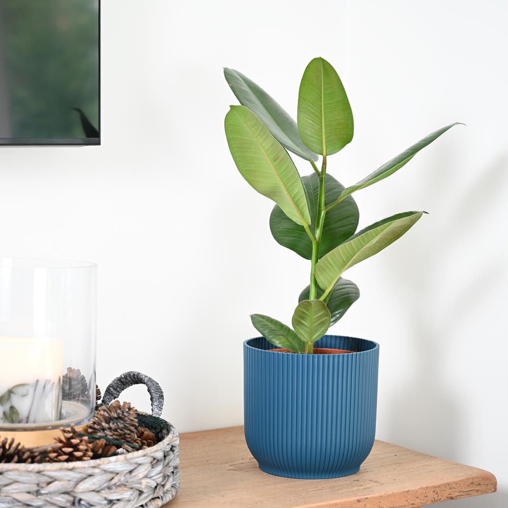 Ficus Elastica Robusta | 45cm