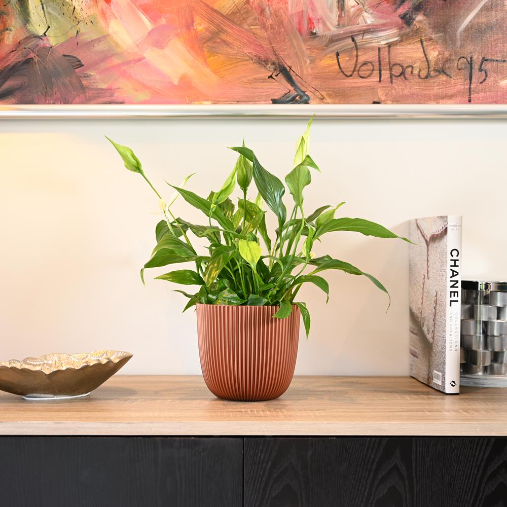 Spathiphyllum | Peace Lily | 50cm