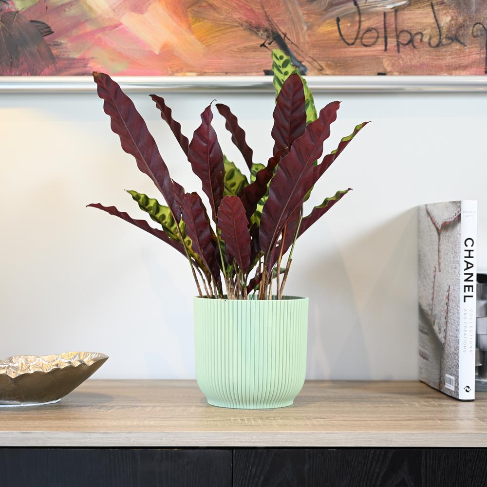 Calathea Lancifolia | Rattle Snake | 40cm