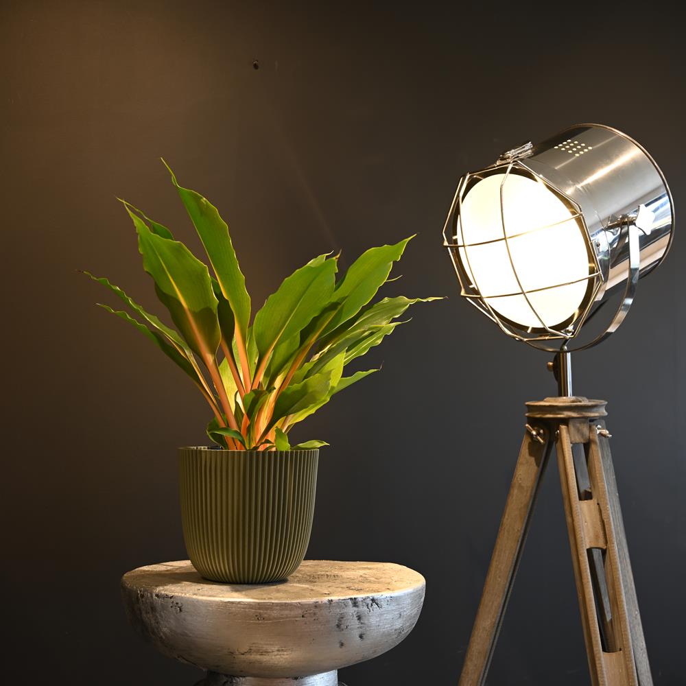 Chlorophytum orchidastrum Green Orange | 30cm