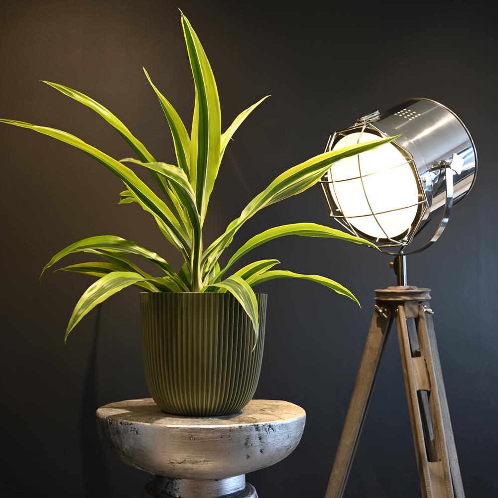 Dracaena fragrans | Lemon Lime | 50cm