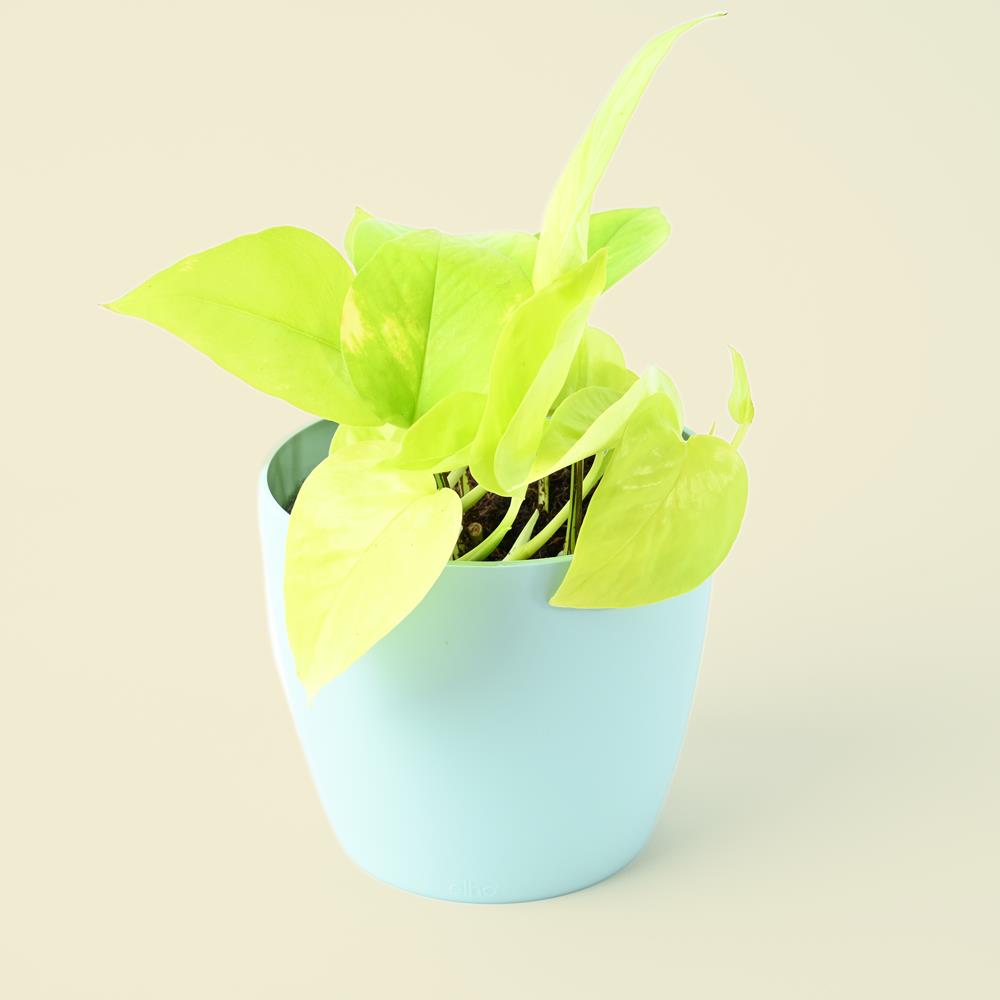 Epipremnum Aureum | Neon Pothos | 25cm