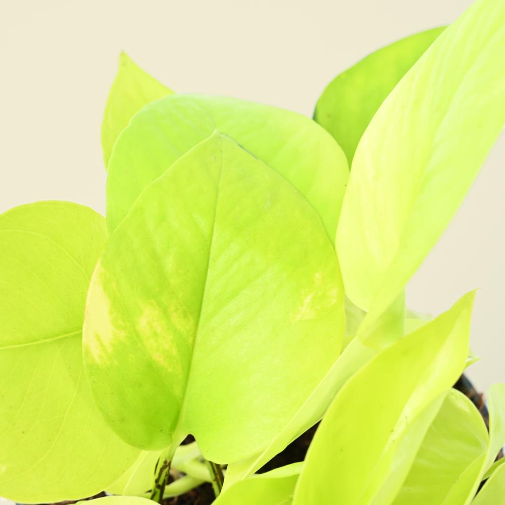 Epipremnum Aureum | Neon Pothos | 25cm