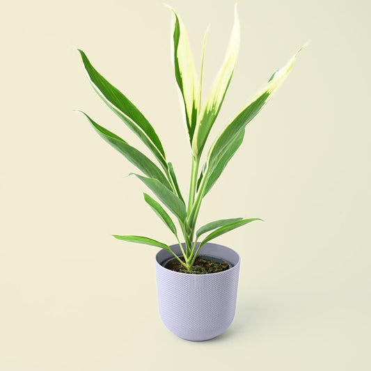 Cordyline Fruticosa Conga "Good Luck Plant"