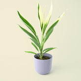 Cordyline Fruticosa Conga | Good Luck Plant | 40cm