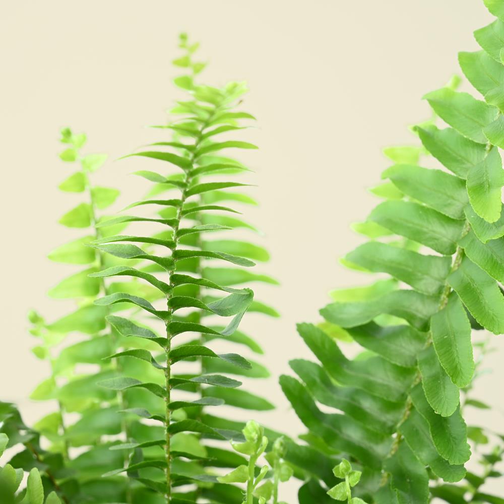 Nephrolepis Green Lady | Boston Fern | 35cm