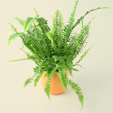 Nephrolepis Green Lady | Boston Fern | 35cm
