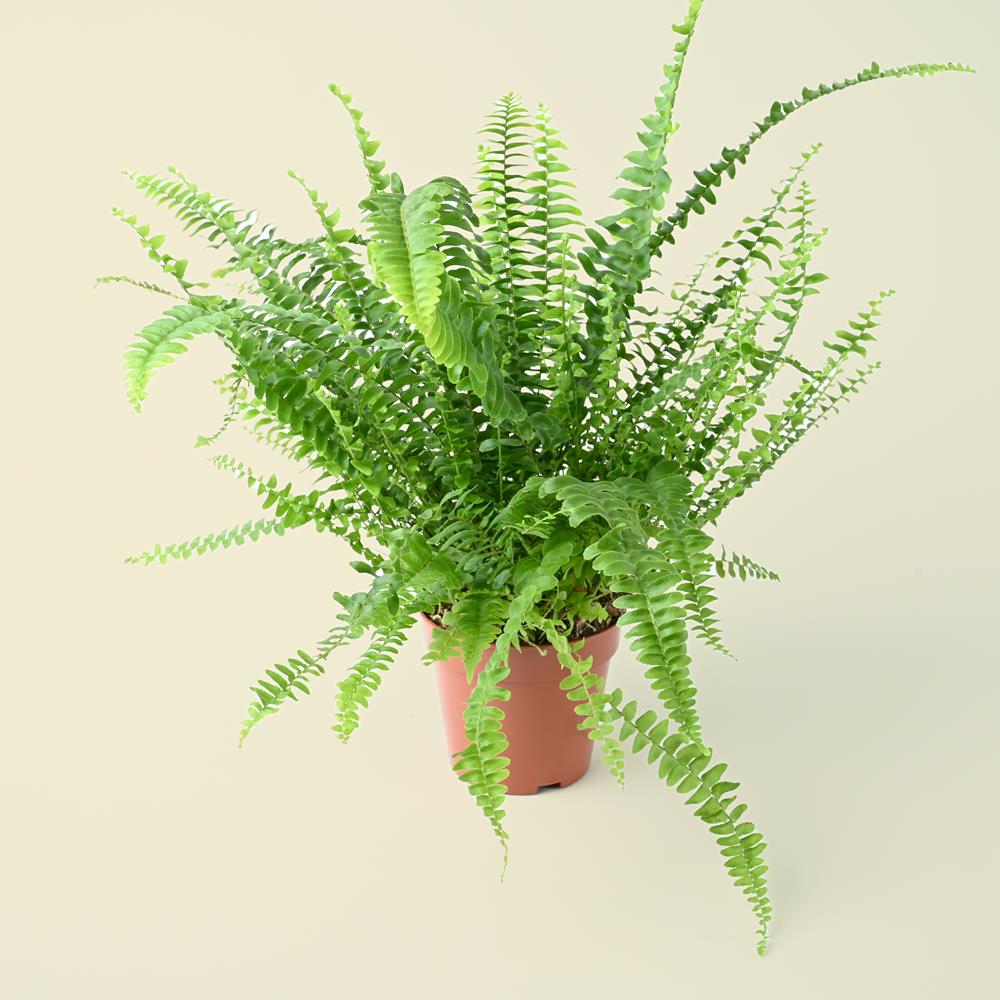 Nephrolepis Green Lady | Boston Fern | 35cm