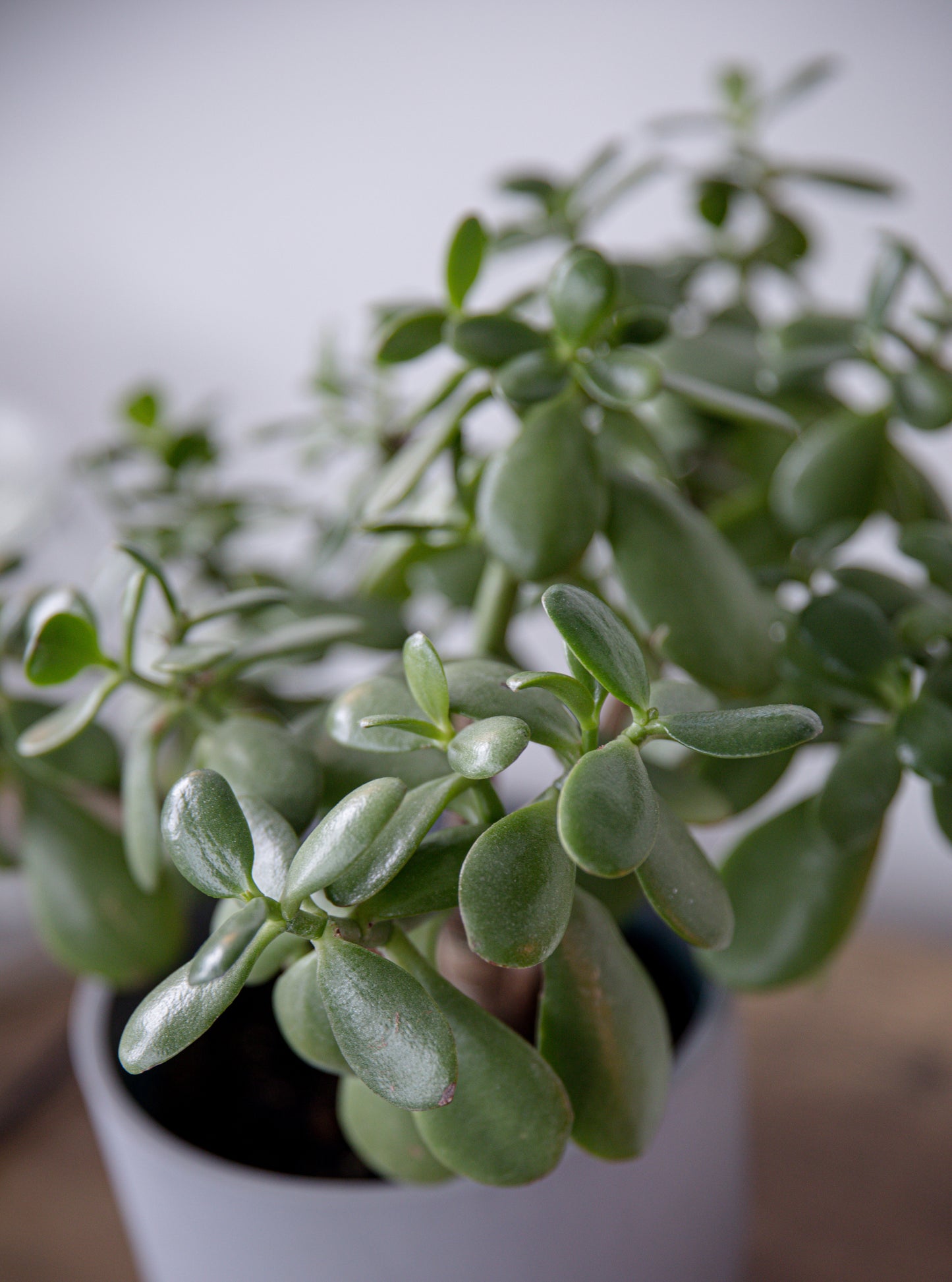 Seasonal Succulent Plant (single)