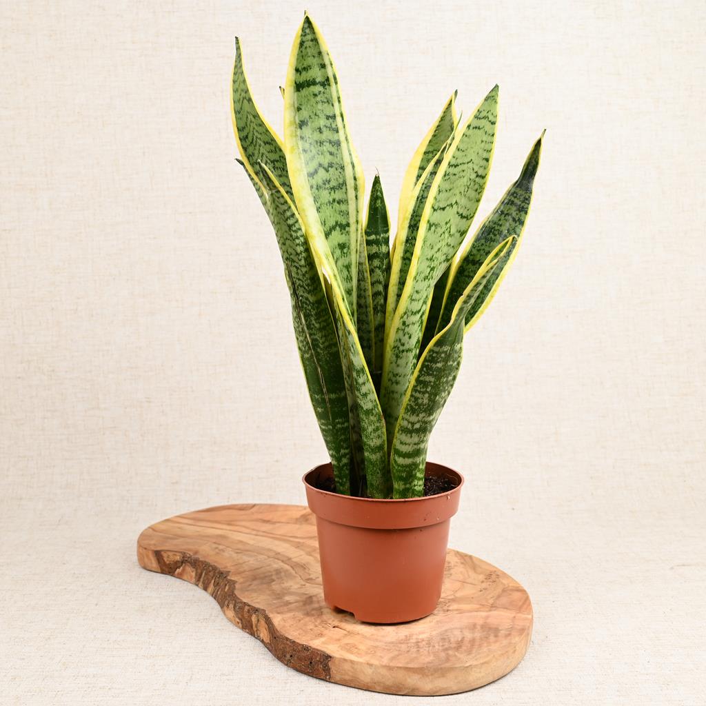 Snake Plant Trifasciata
