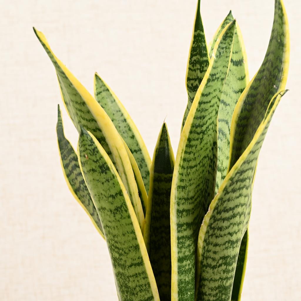 Snake Plant Trifasciata
