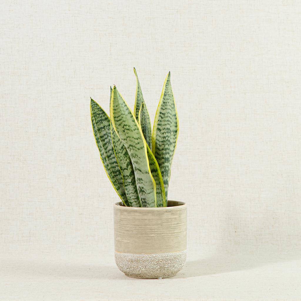 Snake Plant Trifasciata