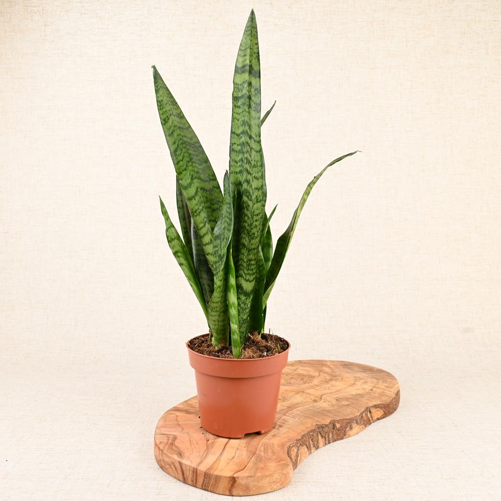 Snake Plant Zeylanica