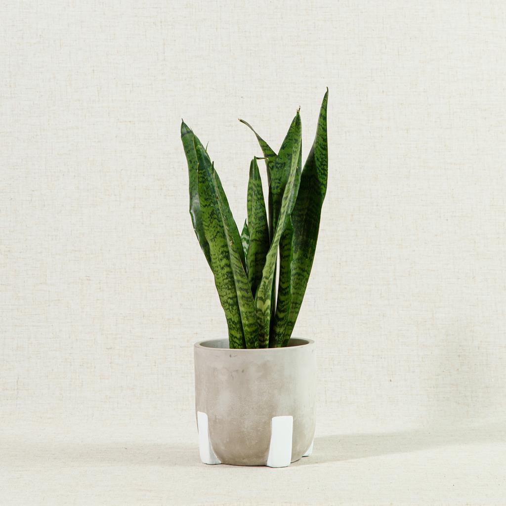Snake Plant Zeylanica