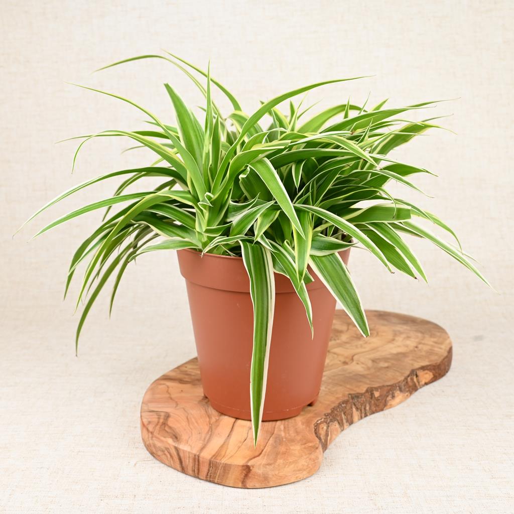 Spider Plant Ocean