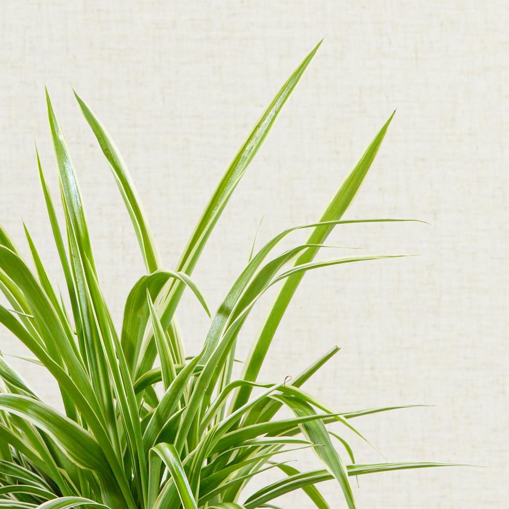 Spider Plant Ocean