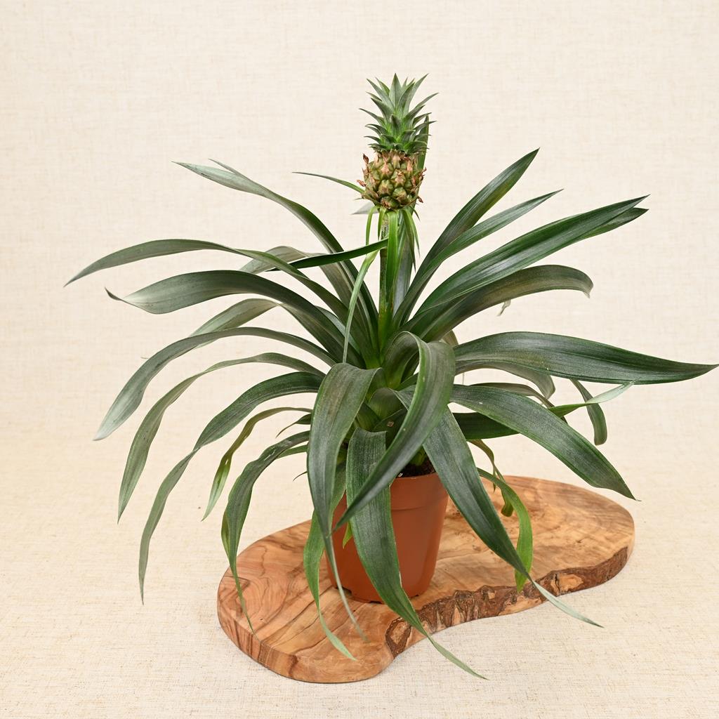 Ananas Corona ‘Pineapple Plant’