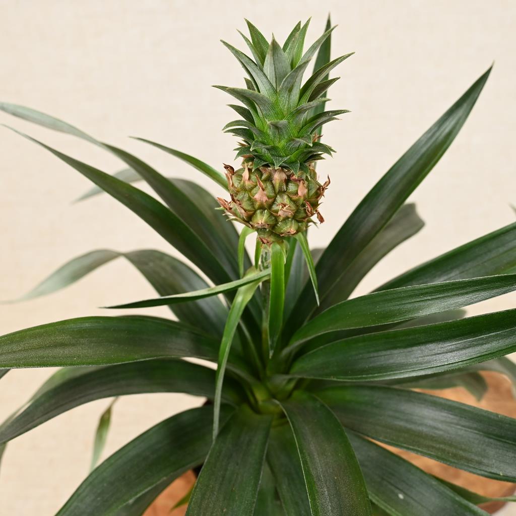 Ananas Corona ‘Pineapple Plant’