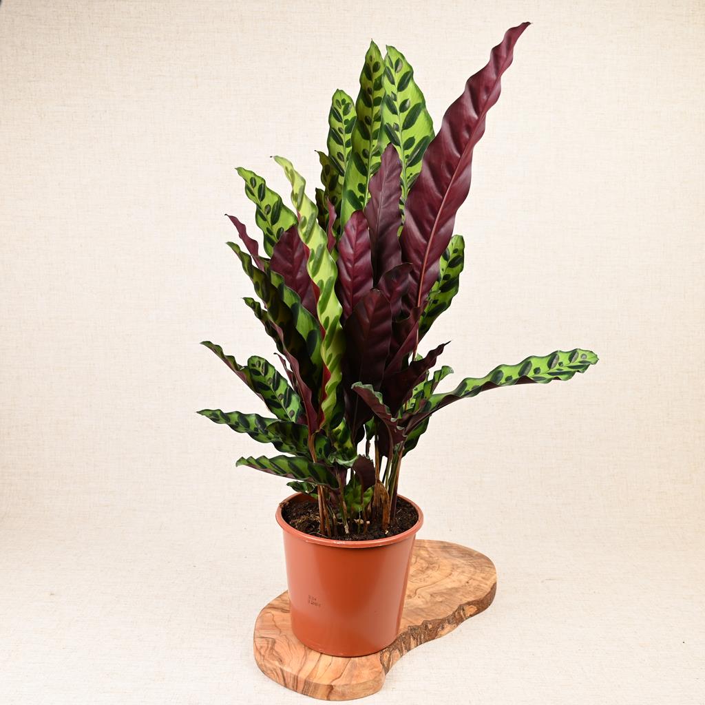 Calathea 'Rattlesnake' 40-60cm