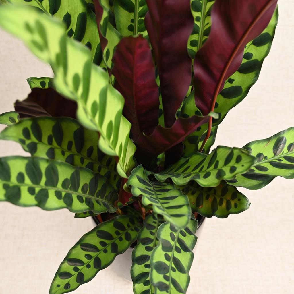 Calathea 'Rattlesnake' 40-60cm