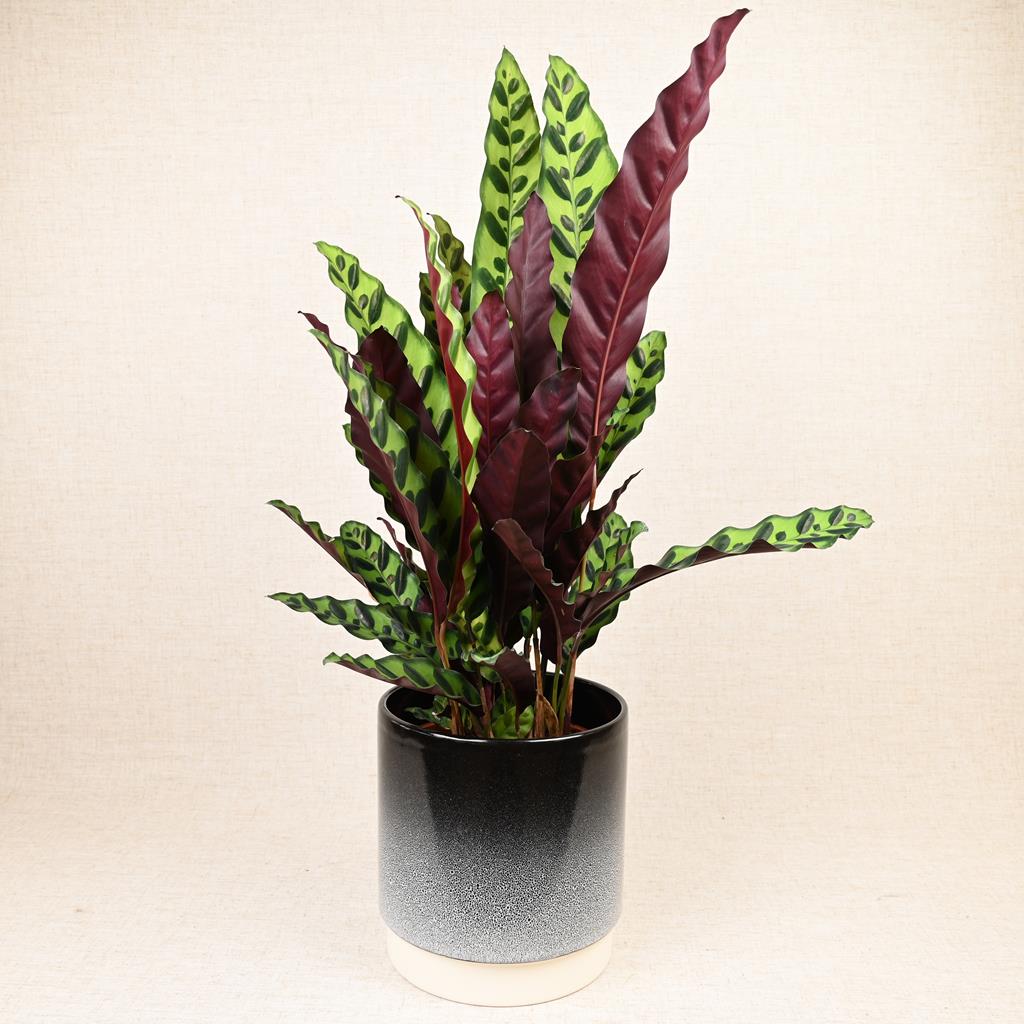 Calathea 'Rattlesnake' 40-60cm