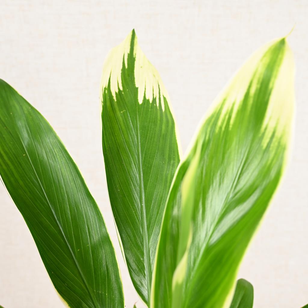Good Luck Plant