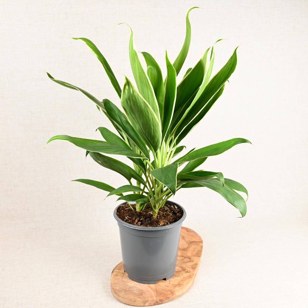 Good Luck Plant