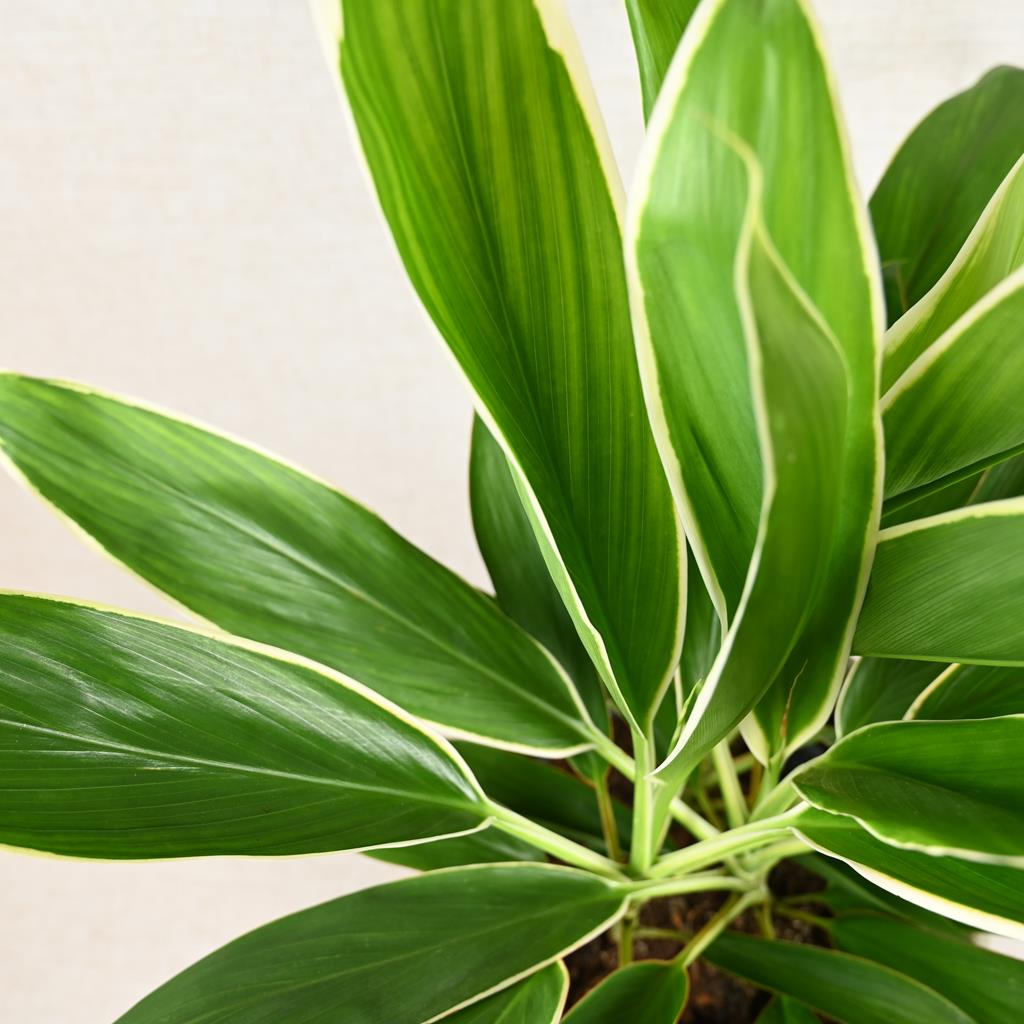 Good Luck Plant