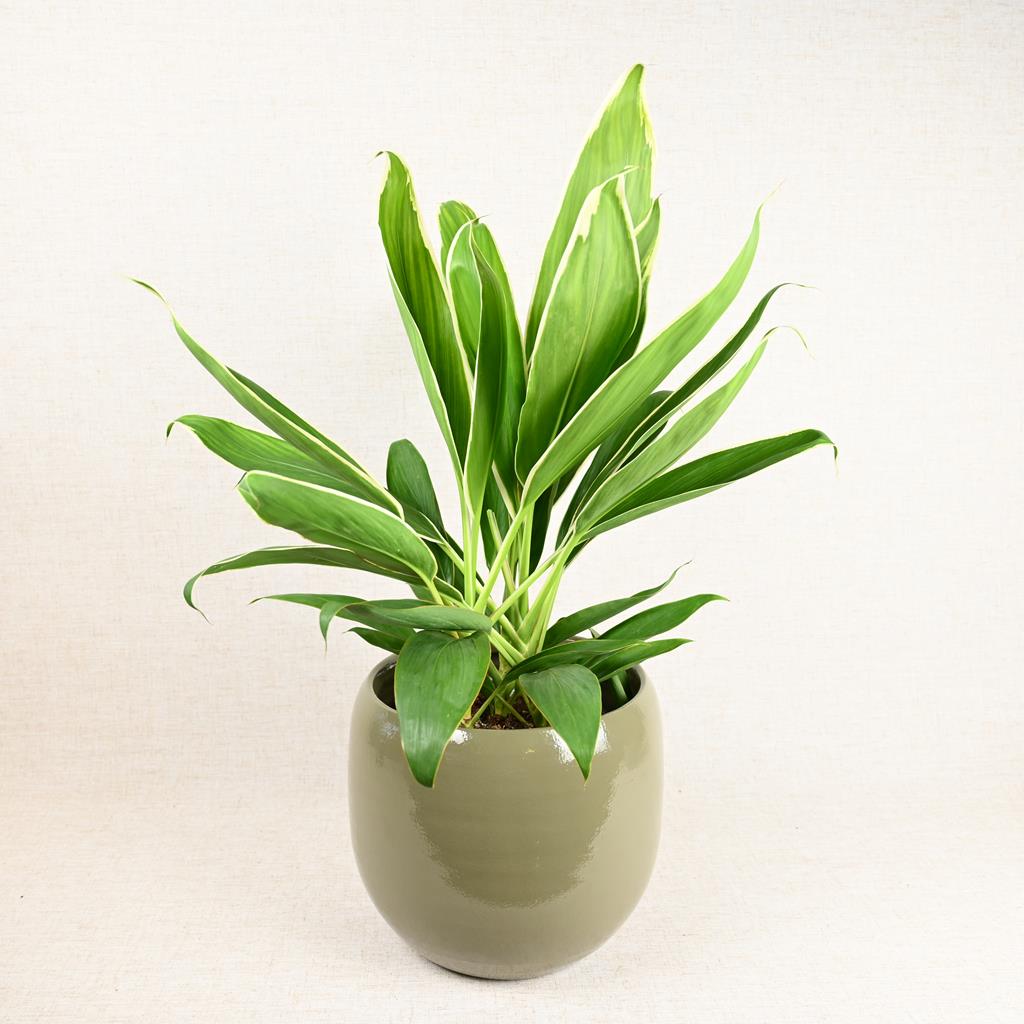 Good Luck Plant