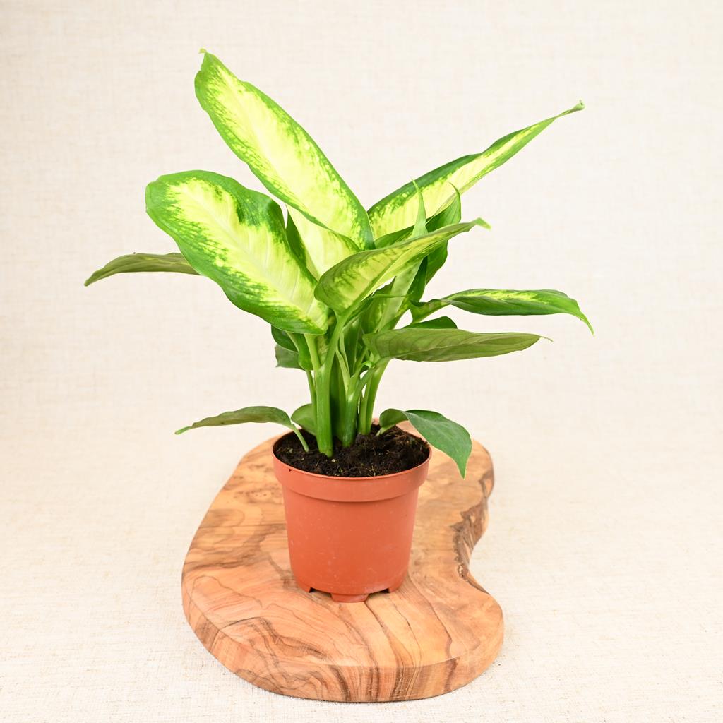 Dieffenbachia Camilla