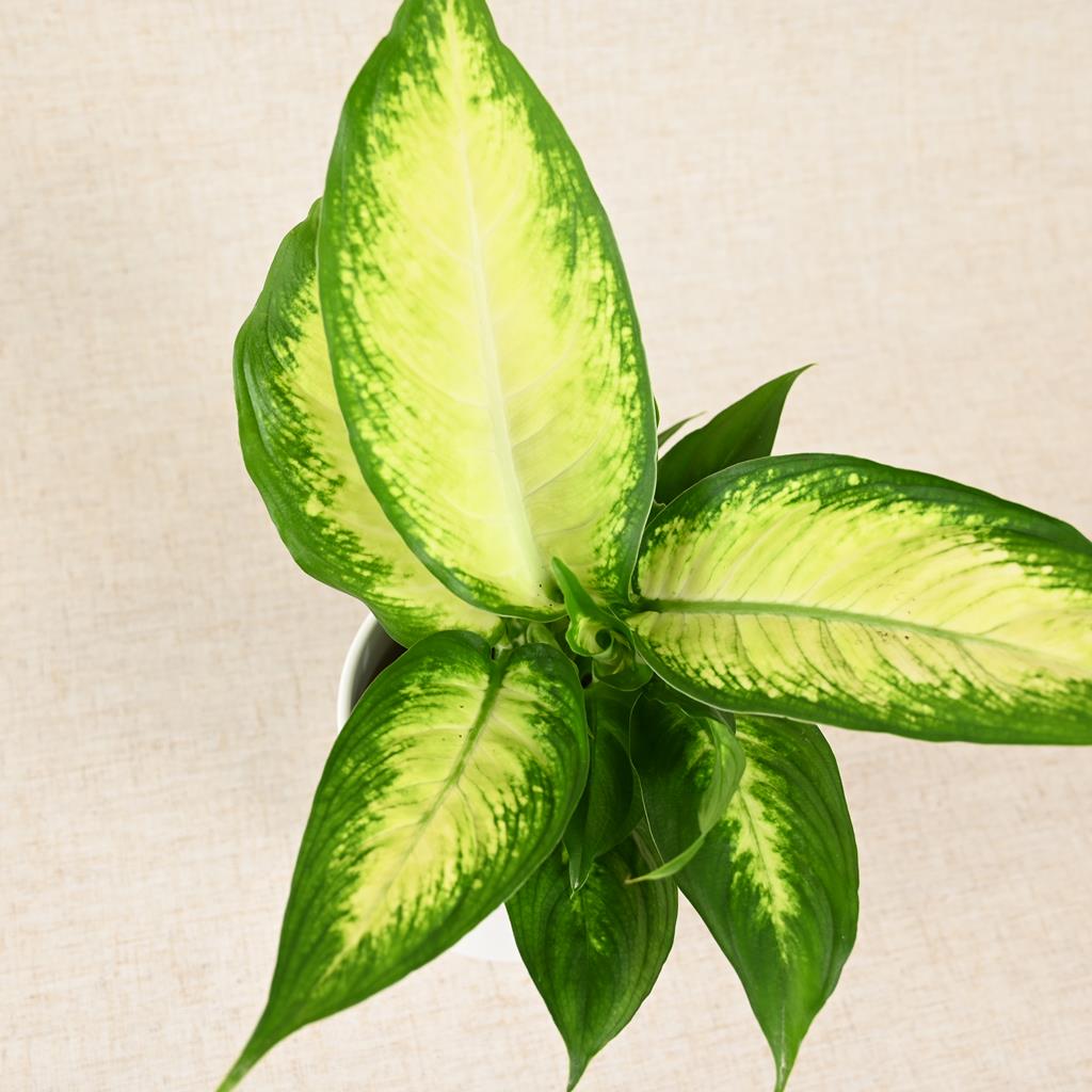 Dieffenbachia Camilla