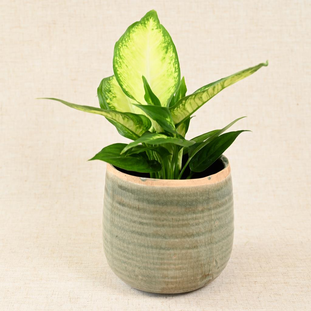 Dieffenbachia Camilla