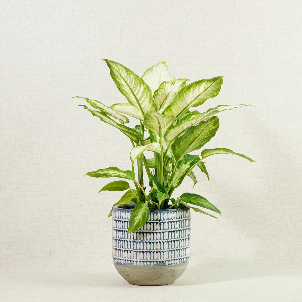 Dieffenbachia Camilla