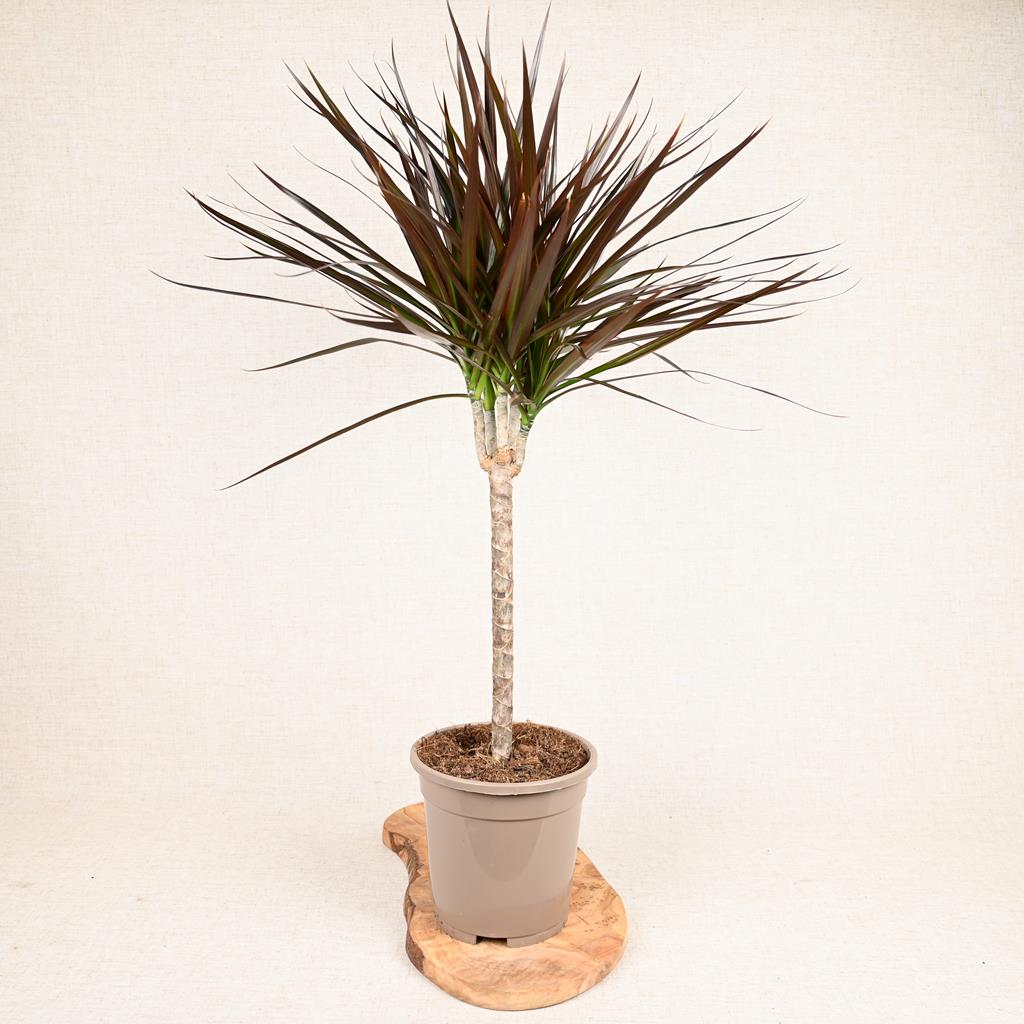 Dracaena Marginata ‘Madagascan Dragon Tree’