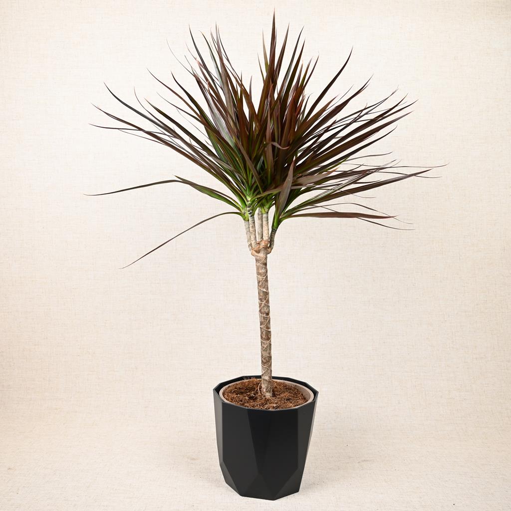 Dracaena Marginata ‘Madagascan Dragon Tree’