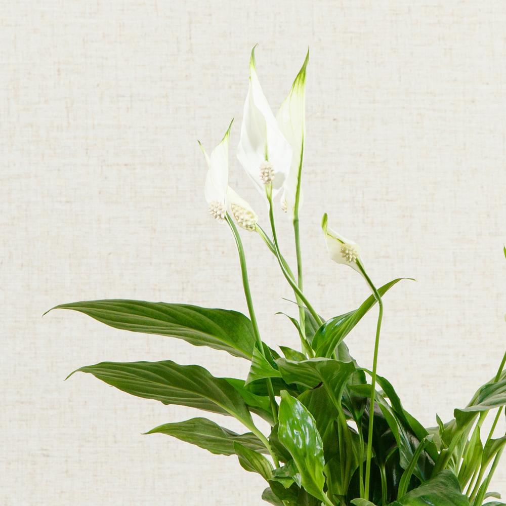 Peace Lily